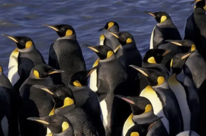 Framed Print : Antarctica, South Georgia Island. King penguins (Aptenodytes patagonicus)