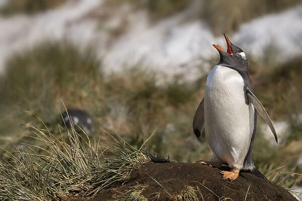 Antarctica, South Georgia Island, Bay of Isles. Gentoo penguin calling for its mate