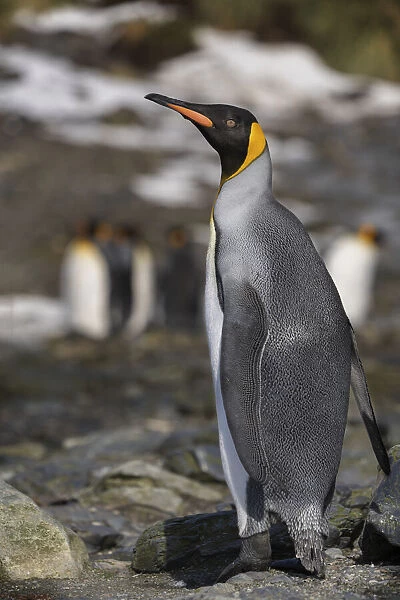 Antarctica, South Georgia Island, Elsehul Bay. King penguin close-up