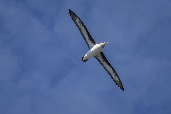 Antarctica, South Georgia Island, Elsehul Bay. Grey-headed albatross soars on air