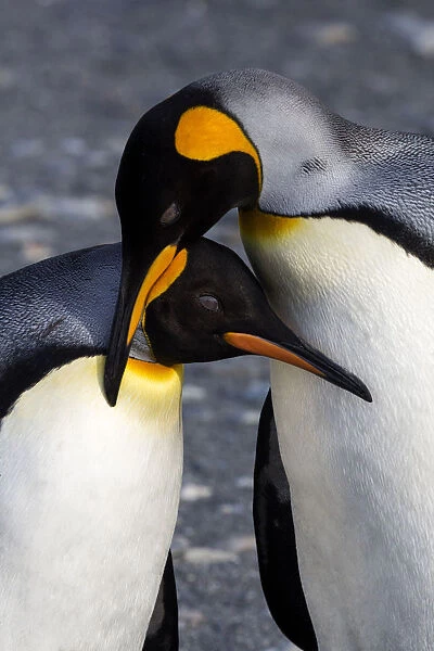 Antarctica, South Georgia Island, St. Andrews Bay, A Pair of King Penguins