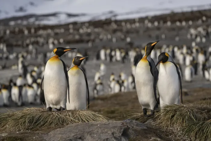 Framed Print : Antarctica, South Georgia Island, St. Andrews Bay. King penguins at their nests Framed Print : Antarctica, South Georgia Island, St. Andrews Bay. King penguins at their nests