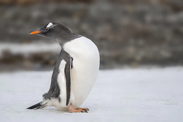 Antarctica, South Georgia Island, Stromness Bay. Gentoo penguin close-up