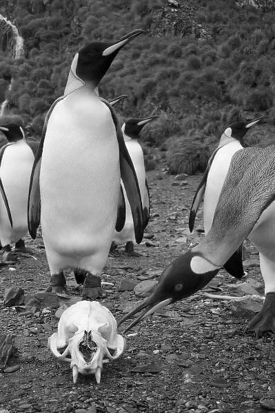 Antarctica, South Georgia Island (UK), King Penguins (Aptenodytes patagonicus) surround