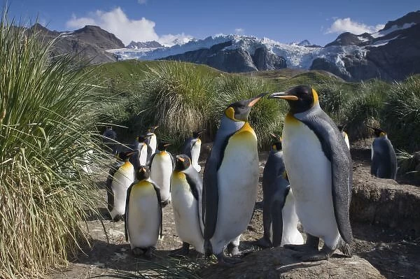 Antarctica, South Georgia Island (UK), King Penguins (Aptenodytes patagonicus) nesting