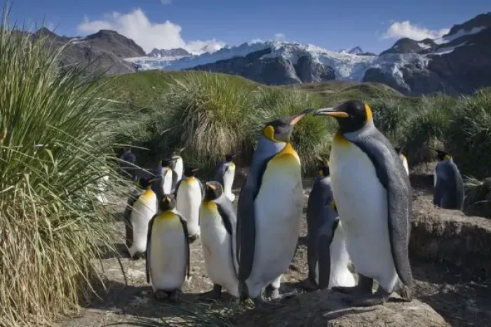 Framed Print : Antarctica, South Georgia Island (UK), King Penguins (Aptenodytes patagonicus) nesting
