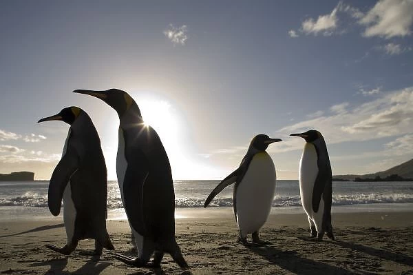 Antarctica, South Georgia Island (UK), King Penguins (Aptenodytes patagonicus) along