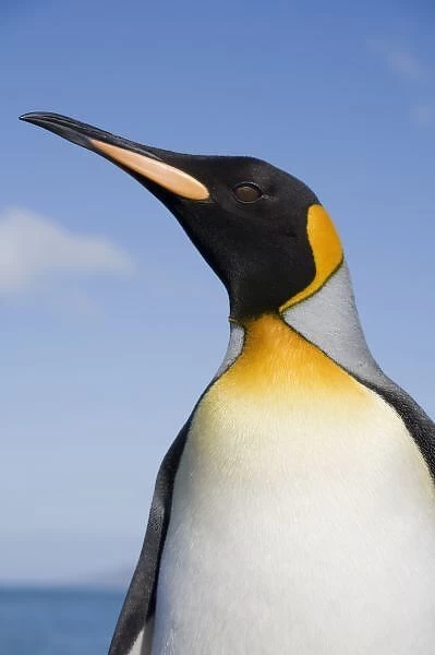 Antarctica, South Georgia Island (UK), Portrait of King Penguin (Aptenodytes patagonicus)