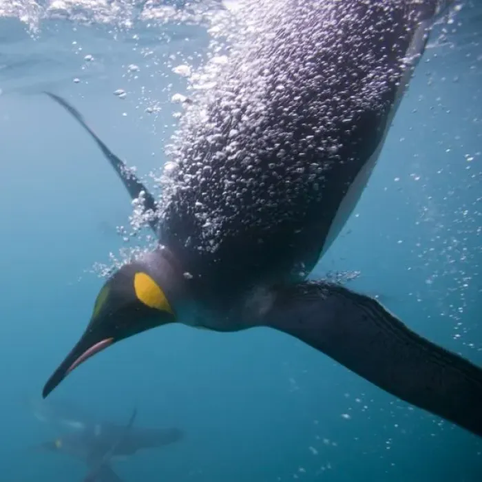 Framed Print : Antarctica, South Georgia Island (UK), Underwater view of King Penguins (Aptenodytes Framed Print : Antarctica, South Georgia Island (UK), Underwater view of King Penguins (Aptenodytes
