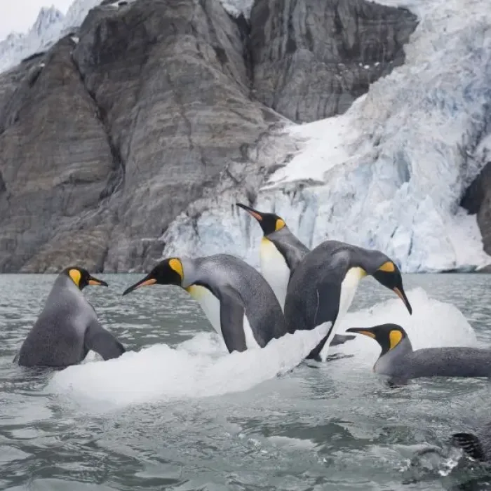 Framed Print : Antarctica, South Georgia Island (UK), King Penguins (Aptenodytes patagonicus) swimming Framed Print : Antarctica, South Georgia Island (UK), King Penguins (Aptenodytes patagonicus) swimming