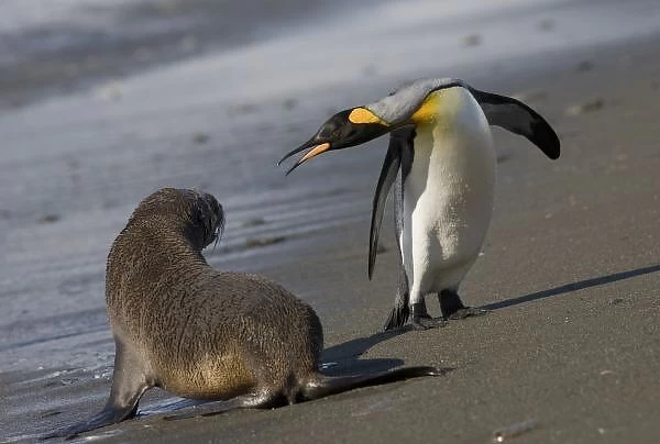 Antarctica, South Georgia Island (UK)King Penguins (Aptenodytes patagonicus)