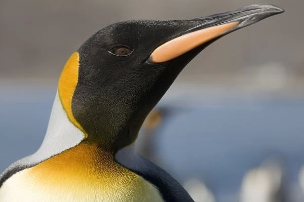 Antarctica, South Georgia Island (UK), Close-up portrait of King Penguin (Aptenodytes