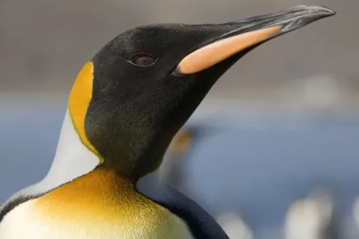 Framed Print : Antarctica, South Georgia Island (UK), Close-up portrait of King Penguin (Aptenodytes Framed Print : Antarctica, South Georgia Island (UK), Close-up portrait of King Penguin (Aptenodytes