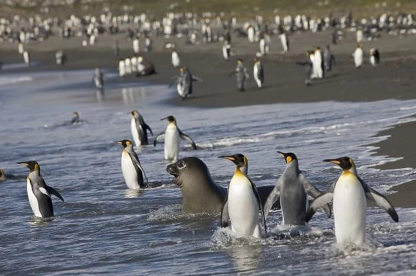 Antarctica, South Georgia Island (UK), King Penguins (Aptenodytes patagonicus)