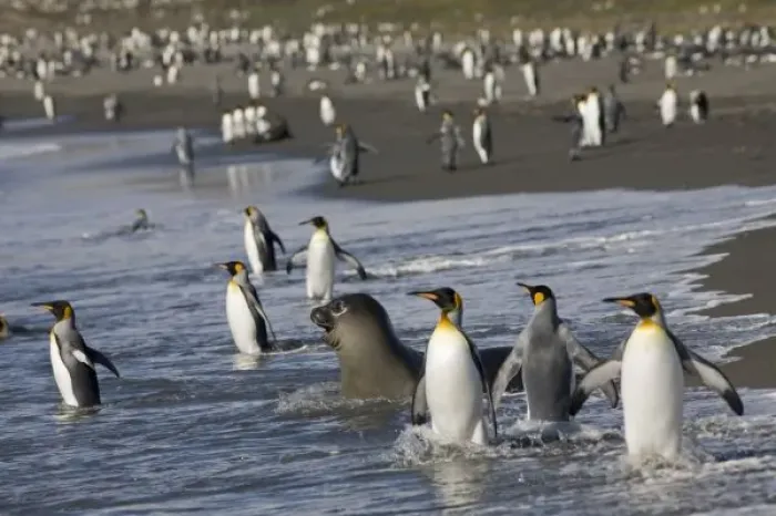 Framed Print : Antarctica, South Georgia Island (UK), King Penguins (Aptenodytes patagonicus) Framed Print : Antarctica, South Georgia Island (UK), King Penguins (Aptenodytes patagonicus)