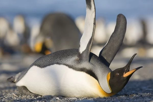 Antarctica, South Georgia Island (UK), King Penguins (Aptenodytes patagonicus) lying