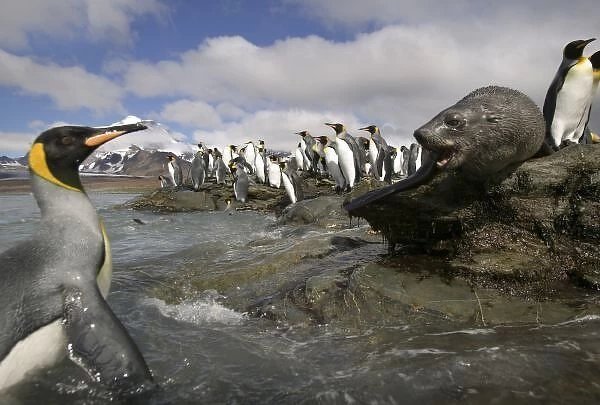 Antarctica, South Georgia Island (UK), Antarctic Fur Seal (Arctocephalus gazella)