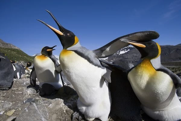 Antarctica, South Georgia Island (UK), King Penguins (Aptenodytes patagonicus) fighting