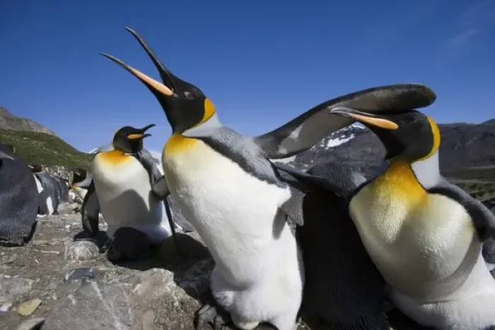 Framed Print : Antarctica, South Georgia Island (UK), King Penguins (Aptenodytes patagonicus) fighting Framed Print : Antarctica, South Georgia Island (UK), King Penguins (Aptenodytes patagonicus) fighting
