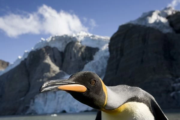 Antarctica, South Georgia Island (UK), King Penguin (Aptenodytes patagonicus)