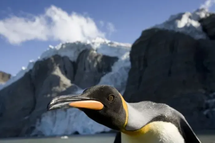 Framed Print : Antarctica, South Georgia Island (UK), King Penguin (Aptenodytes patagonicus)