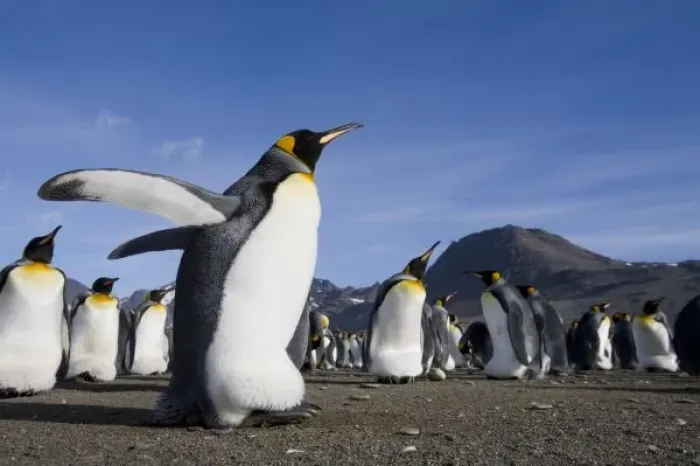 Framed Print : Antarctica, South Georgia Island (UK), King Penguins (Aptenodytes patagonicus) along Framed Print : Antarctica, South Georgia Island (UK), King Penguins (Aptenodytes patagonicus) along