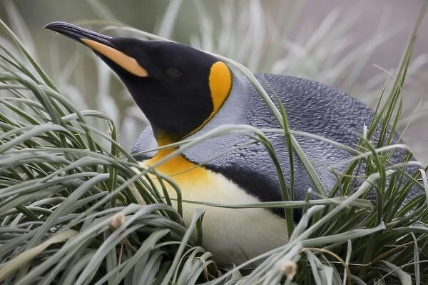 Antarctica, South Georgia Island (UK), King Penguin (Aptenodytes patagonicus) resting