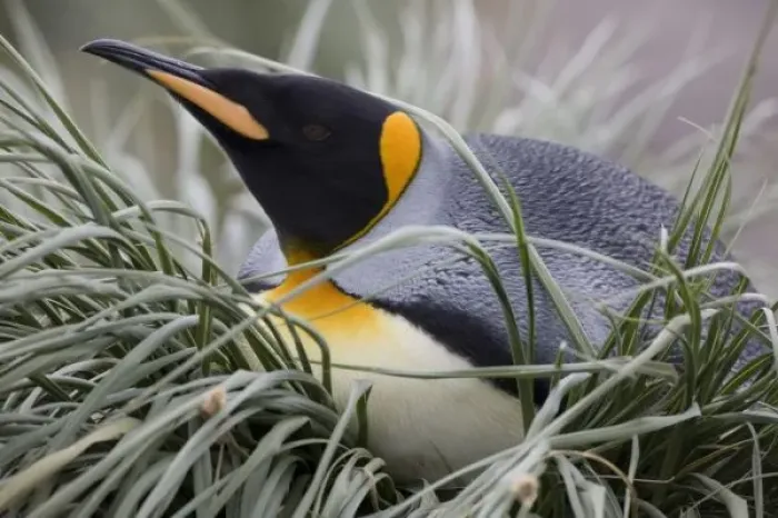 Framed Print : Antarctica, South Georgia Island (UK), King Penguin (Aptenodytes patagonicus) resting Framed Print : Antarctica, South Georgia Island (UK), King Penguin (Aptenodytes patagonicus) resting