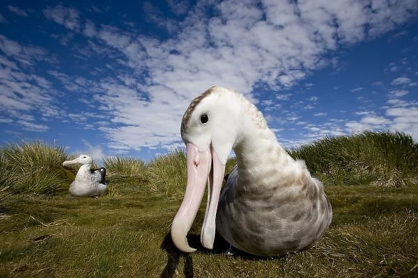 Antarctica, South Georgia Island (UK), Curious Wandering Albatross (Diomedea exulans)
