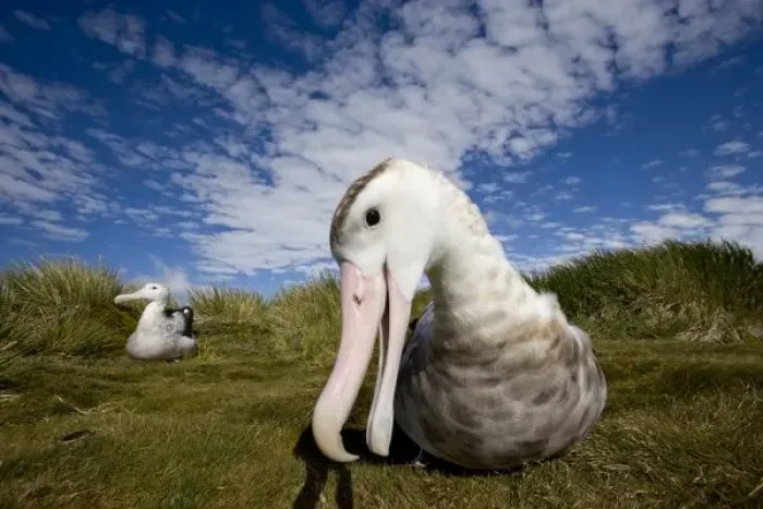 Framed Print : Antarctica, South Georgia Island (UK), Curious Wandering Albatross (Diomedea exulans)