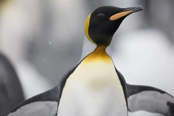 Antarctica, South Georgia Island (UK), Close-up of King Penguin (Aptenodytes patagonicus)