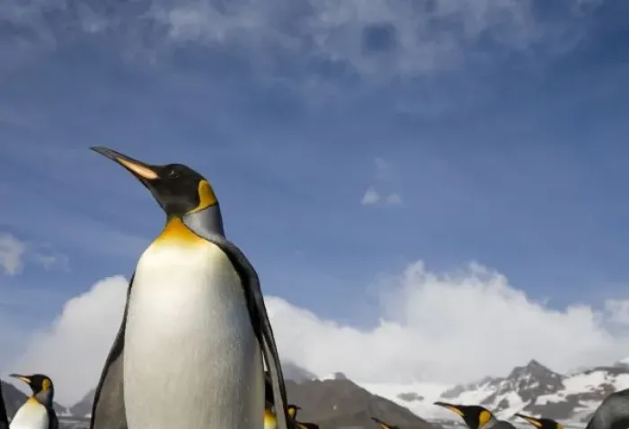 Framed Print : Antarctica, South Georgia Island (UK), King Penguins (Aptenodytes patagonicus) along Framed Print : Antarctica, South Georgia Island (UK), King Penguins (Aptenodytes patagonicus) along