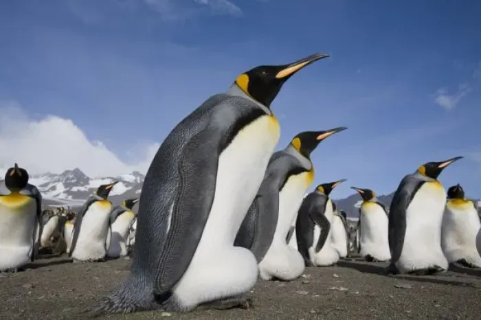 Framed Print : Antarctica, South Georgia Island (UK), King Penguins (Aptenodytes patagonicus) along