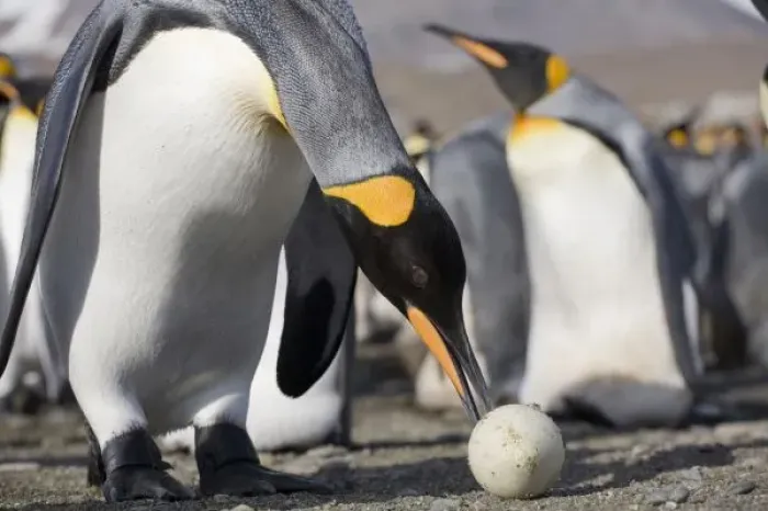 Framed Print : Antarctica, South Georgia Island (UK), King Penguin (Aptenodytes patagonicus) examining