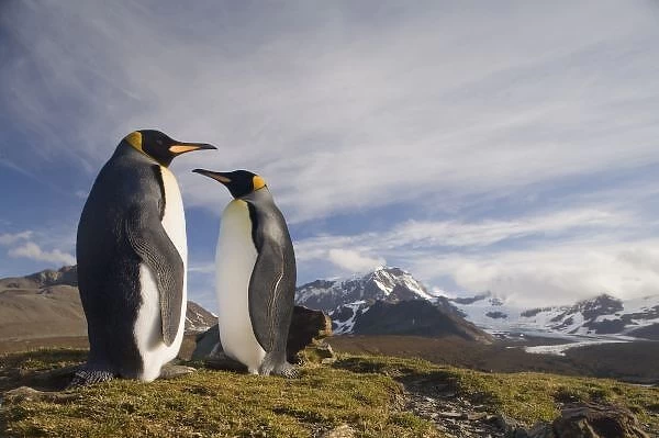 Antarctica, South Georgia Island (UK), King Penguins (Aptenodytes patagonicus) in