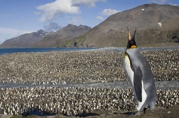 Antarctica, South Georgia Island (UK), King Penguins (Aptenodytes patagonicus) along