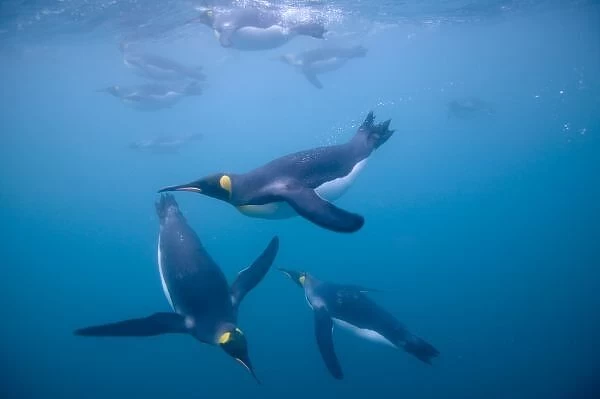 Antarctica, South Georgia Island (UK), Underwater view of King Penguins (Aptenodytes