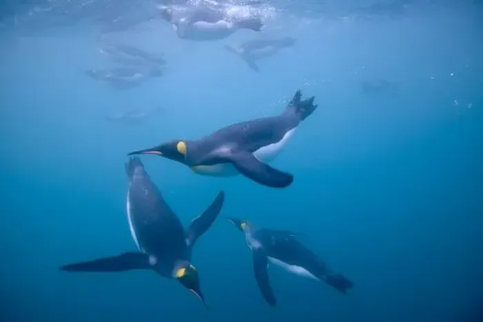 Framed Print : Antarctica, South Georgia Island (UK), Underwater view of King Penguins (Aptenodytes Framed Print : Antarctica, South Georgia Island (UK), Underwater view of King Penguins (Aptenodytes