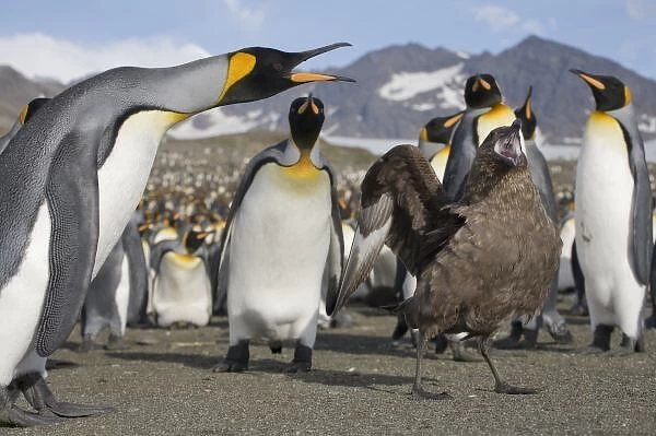 Antarctica, South Georgia Island (UK), Brown Skua (Catharacta lonnbergi) approaches King Penguins