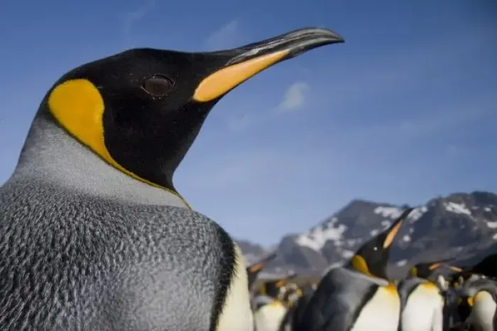 Framed Print : Antarctica, South Georgia Island (UK), King Penguins (Aptenodytes patagonicus) along