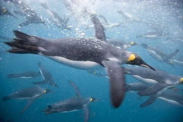 Antarctica, South Georgia Island (UK), Underwater view of King Penguins (Aptenodytes