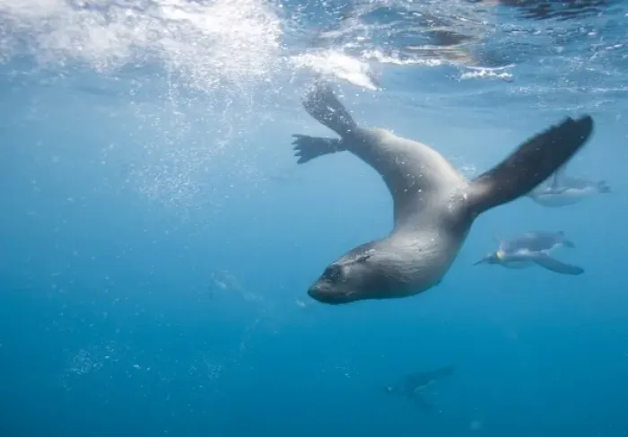 Framed Print : Antarctica, South Georgia Island (UK), Underwater view of Antarctic Fur Seal (Arctocephalus