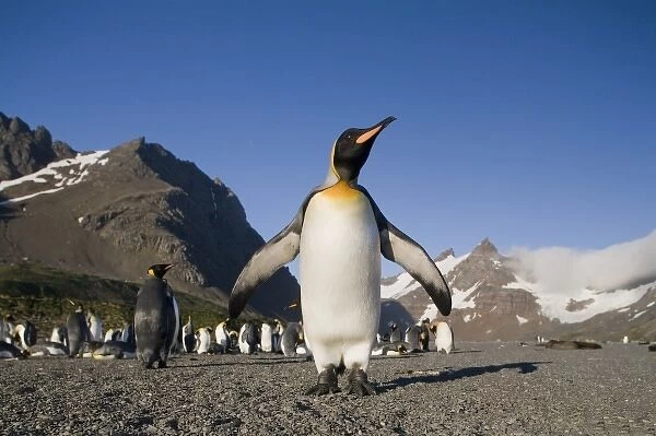 Antarctica, South Georgia Island (UK), King Penguin (Aptenodytes patagonicus) standing