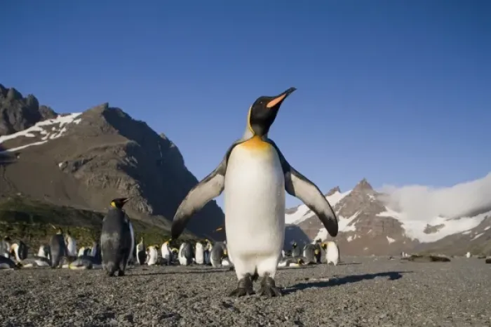 Framed Print : Antarctica, South Georgia Island (UK), King Penguin (Aptenodytes patagonicus) standing