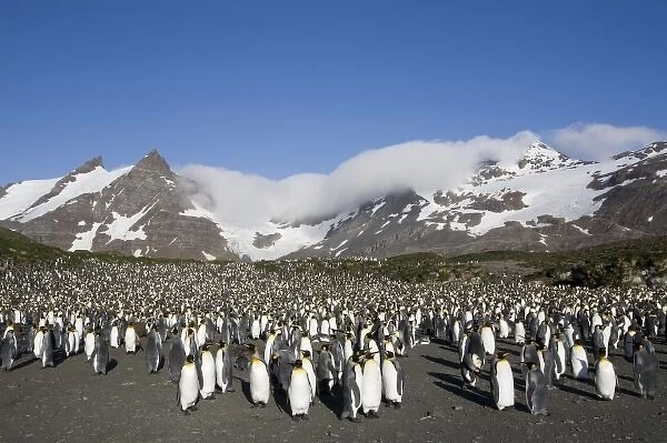 Antarctica, South Georgia Island (UK), King Penguins (Aptenodytes patagonicus) standing