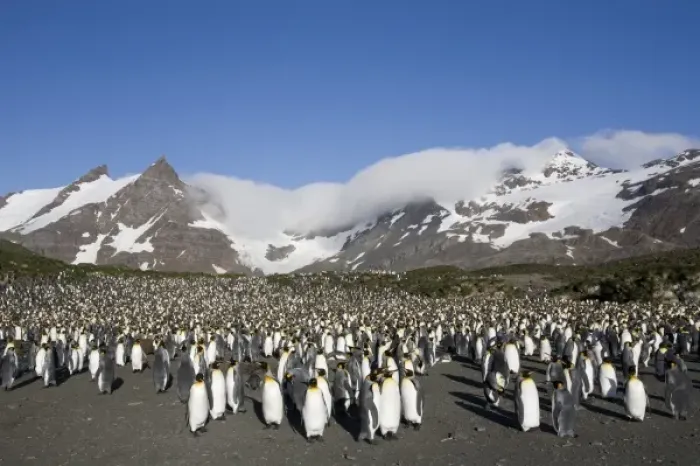 Framed Print : Antarctica, South Georgia Island (UK), King Penguins (Aptenodytes patagonicus) standing Framed Print : Antarctica, South Georgia Island (UK), King Penguins (Aptenodytes patagonicus) standing