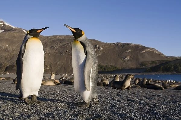 Antarctica, South Georgia Island (UK), King Penguins (Aptenodytes patagonicus) resting