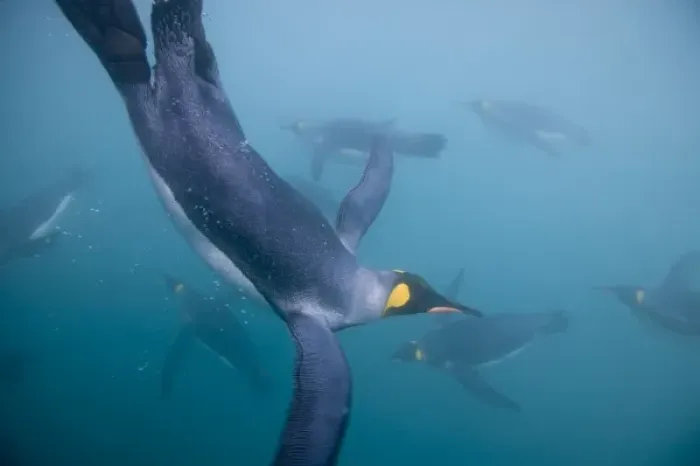 Framed Print : Antarctica, South Georgia Island (UK), Underwater view of King Penguins (Aptenodytes Framed Print : Antarctica, South Georgia Island (UK), Underwater view of King Penguins (Aptenodytes
