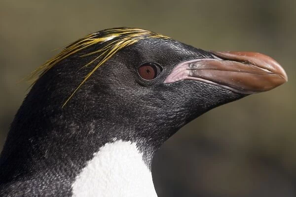 Antarctica, South Georgia Island (UK), Macaroni Penguins (Eudyptes chrysolophus)
