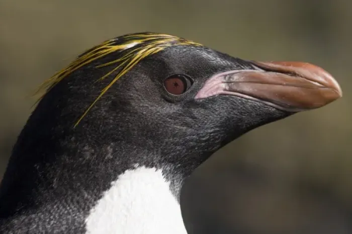 Framed Print : Antarctica, South Georgia Island (UK), Macaroni Penguins (Eudyptes chrysolophus)
